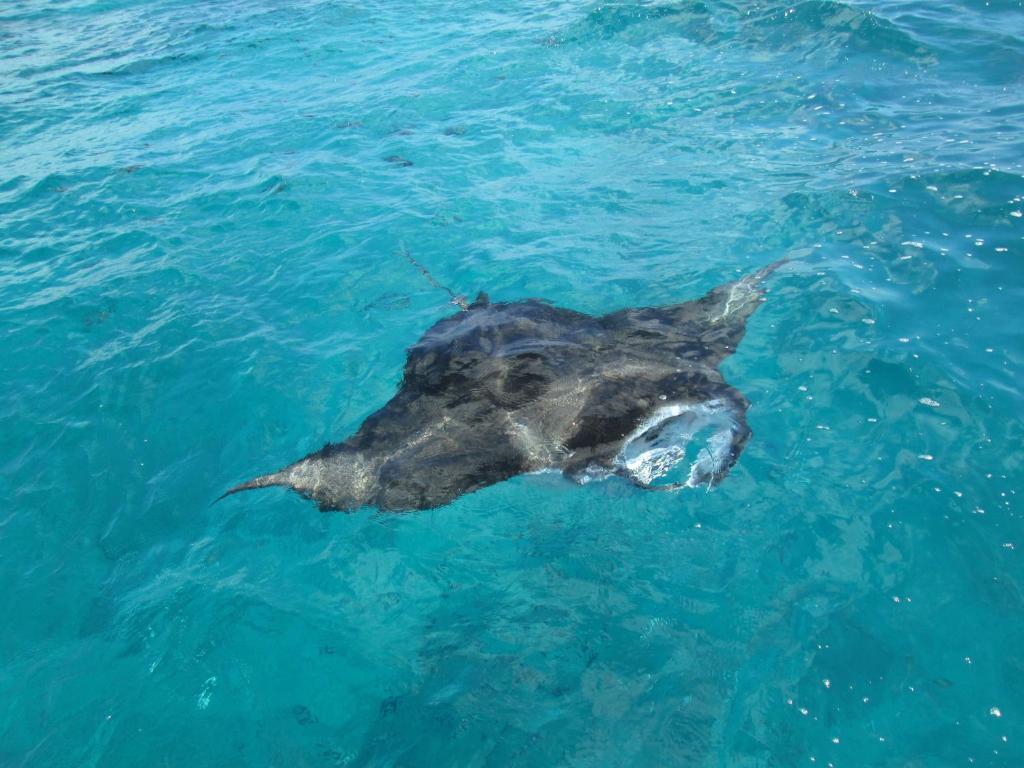 Isle Beach Inn Maldives エクステリア 写真