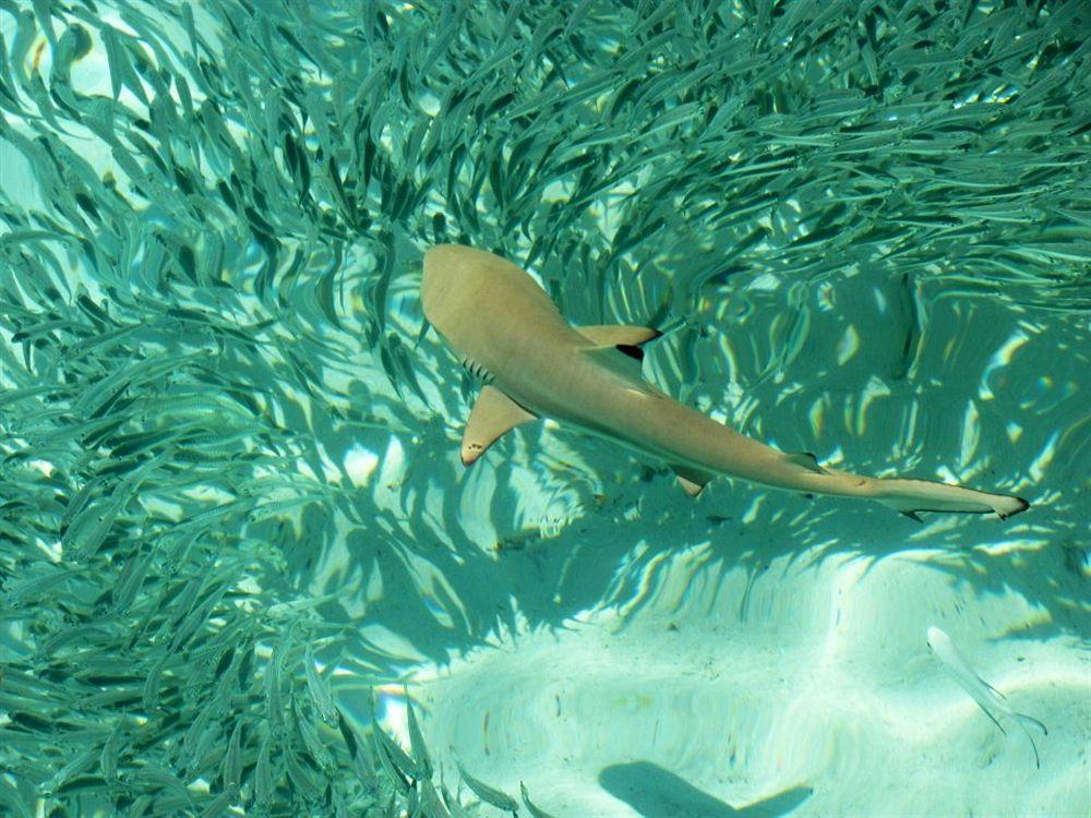 Isle Beach Inn Maldives エクステリア 写真